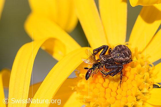 Foto: Wahrscheinlich Braune Krabbenspinne (Xysticus cristatus) mit Beute auf Blüte. Ansicht von der Seite.