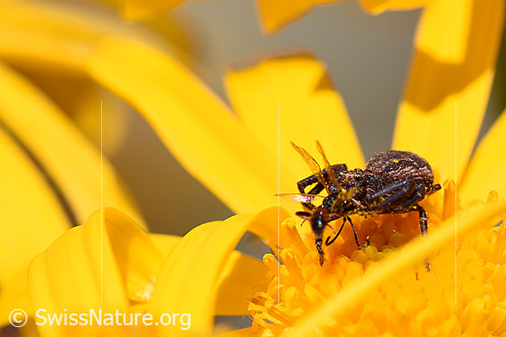 Foto: Wahrscheinlich Braune Krabbenspinne (Xysticus cristatus) mit Beute auf Blüte. Ansicht von schräg/oben.