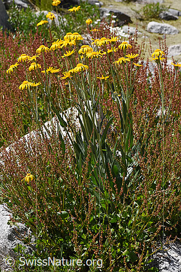 Foto: Gämswurz-Greiskraut (Senecio doronicum). Ganze Pflanze (Habitus).