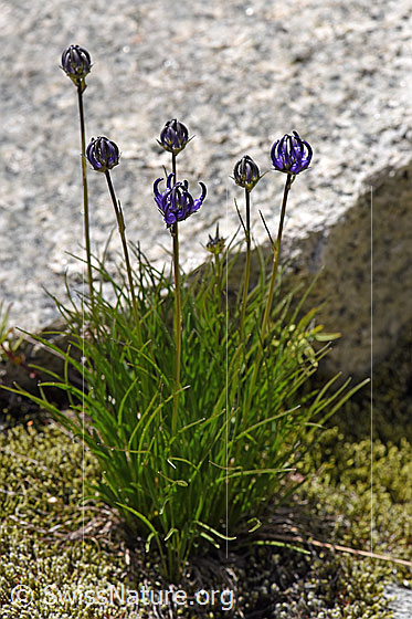 Foto: Halbkugelige Rapunzel (Phyteuma hemisphaericum). Ganze Pflanze.