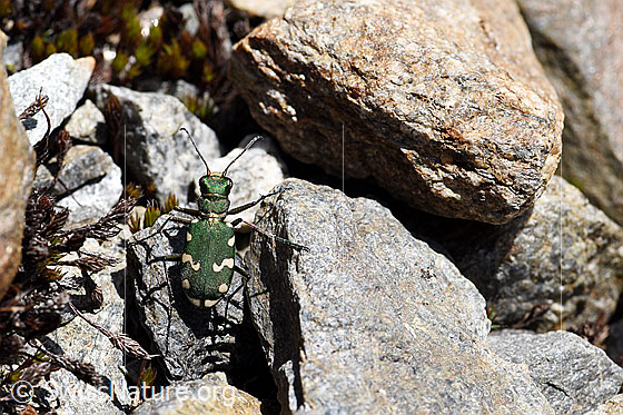 Gallischer Sandlaufkäfer (Cicindela gallica)