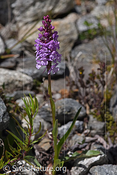 Foto: Wahrscheinlich Langspornige Handwurz (Gymnadenia conopsea). Ganze Pflanze.