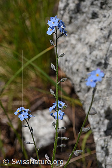 Foto: Sumpf-Vergissmeinnicht (Myosotis scorpioides). Blüten und Stengel.