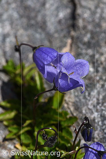 Foto: Niedliche Glockenblume (Campanula cochleariifolia)