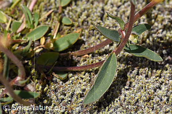 Foto: Alpen-Wundklee (Anthyllis vulneraria ssp. alpestris). Stengel und Blätter.
