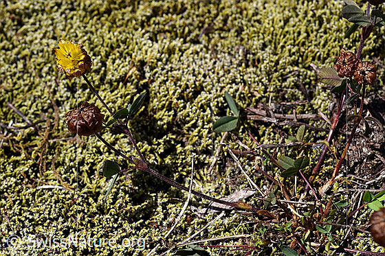 Photo: Trifolium badium. Whole plant.