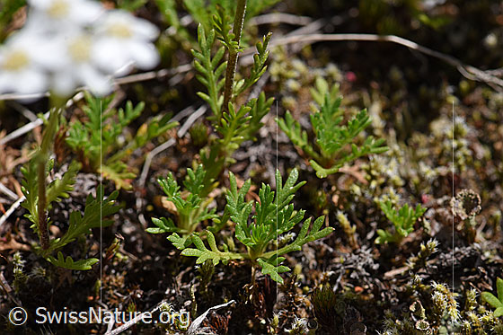 Foto: Moschus-Schafgarbe (Achillea erba-rotta). Blätter.
