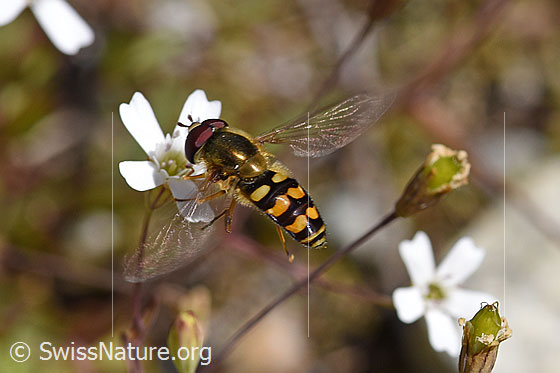 Foto: Mondfleck-Feldschwebfliege (Eupeodes luniger) auf Blüte des Felsen-Leimkrauts (Silene rupestris). Länge 8-11mm.
