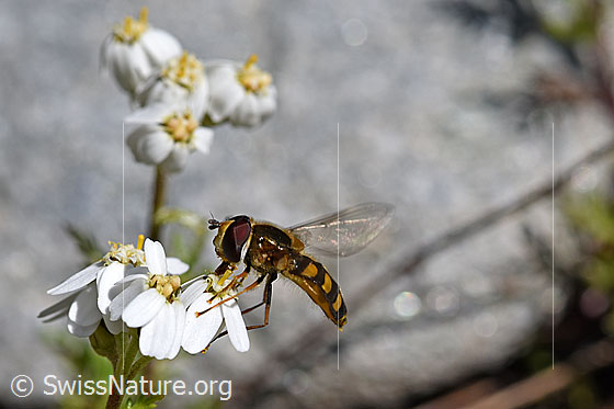 Photo: Eupeodes luniger on blossom of Achillea erba-rotta.