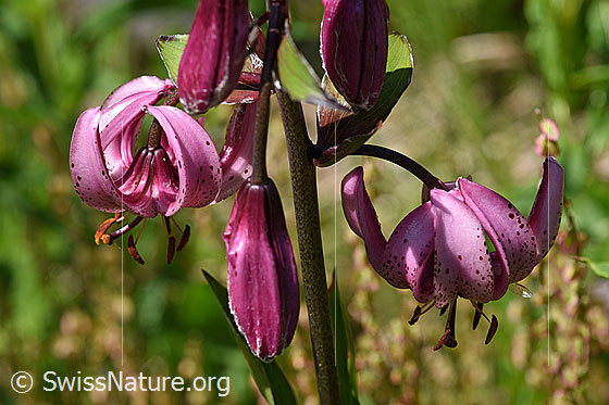 Foto: Blüten des Türkenbund (Lilium martagon)