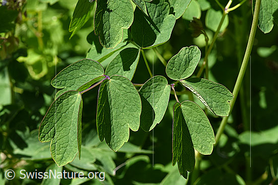 Photo: Thalictrum aquilegiifolium. Leaves.