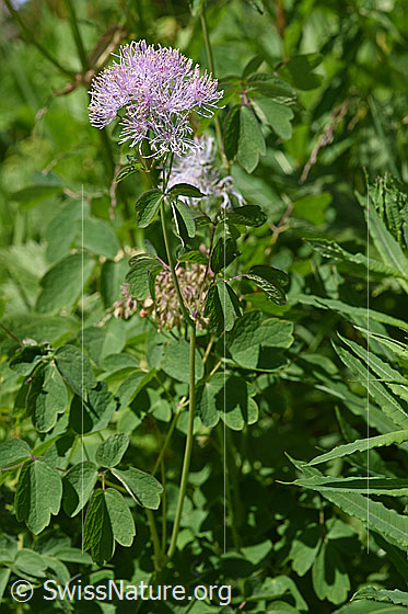 Foto: Akeleiblättrige Wiesenraute (Thalictrum aquilegiifolium). Ganze Pflanze (Habitus).