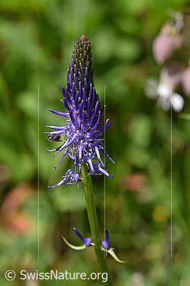 Foto: Betonienblättrige Rapunzel (Phyteuma betonicifolium). Blüte.