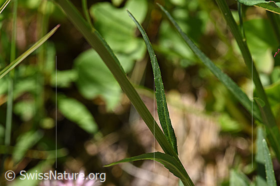 Foto: Betonienblättrige Rapunzel (Phyteuma betonicifolium). Blätter und Stengel.