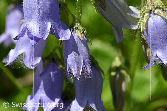 Foto: Bärtige Glockenblume (Campanula barbata). Blüten.