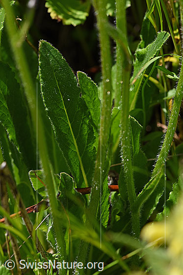 Foto: Bärtige Glockenblume (Campanula barbata). Blätter und Stengel.