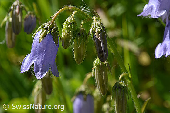 Foto: Bärtige Glockenblume (Campanula barbata). Knospen und geöffnete Blüte.