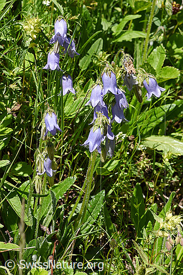 Foto: Bärtige Glockenblume (Campanula barbata). Ganze Pflanze (Habitus).
