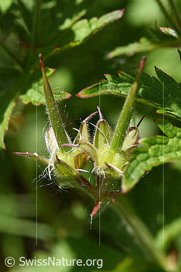 Foto: Wald-Storchschnabel (Geranium sylvaticum). Frucht.