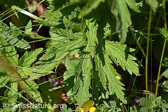Foto: Wald-Storchschnabel (Geranium sylvaticum). Blätter.