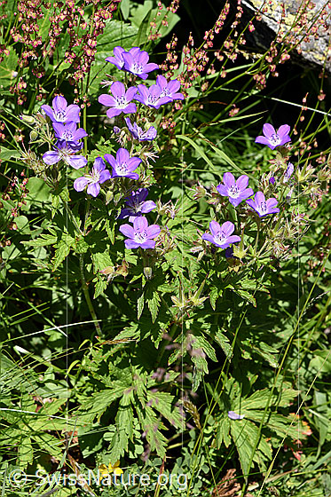 Foto: Wald-Storchschnabel (Geranium sylvaticum). Ganze Pflanze (Habitus).