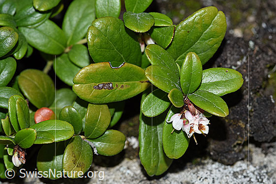 Foto: Preiselbeere (Vaccinium vitis-idaea). Blätter und Blüten.