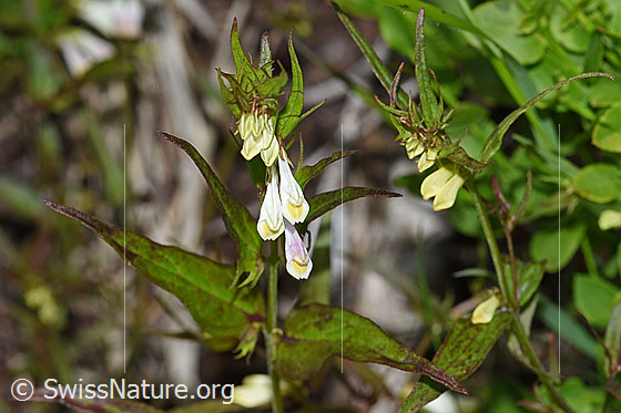 Heide-Wachtelweizen (Melampyrum pratense)