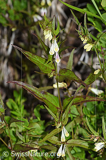 Foto: Heide-Wachtelweizen (Melampyrum pratense).