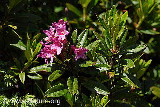 Rostblättrige Alpenrose (Rhododendron ferrugineum)
