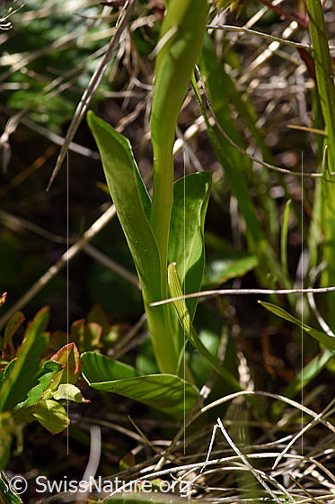 Foto: Weisszunge (Pseudorchis albida). Blätter und Stengel.
