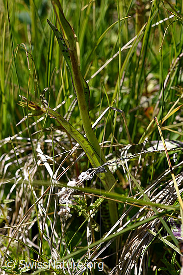 Foto: Geflecktes Knabenkraut (Dactylorhiza maculata). Stengel und Stengelblätter.
Umgebung: Sumpfwiese, ca. 1900m ü.M.
Lat.: Dactylorhiza maculata 
Familie: Orchidaceae (Orchideen)