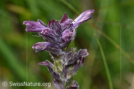 Alpenhelm (Bartsia alpina)