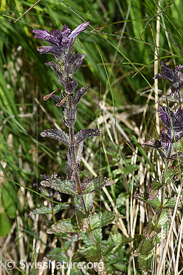 Foto: Alpenhelm (Bartsia alpina). Ganze Pflanze.