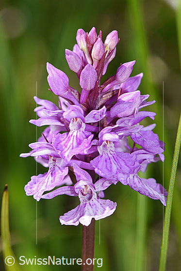 Foto: Geflecktes Knabenkraut (Dactylorhiza maculata). Blütenstand.
Umgebung: Sumpfwiese, ca. 1900m ü.M.
Lat.: Dactylorhiza maculata 
Familie: Orchidaceae (Orchideen)