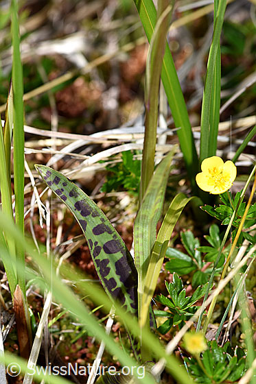 Foto: Geflecktes Knabenkraut (Dactylorhiza maculata). Blätter und Stengel.
Umgebung: Sumpfwiese, ca. 1900m ü.M.
Lat.: Dactylorhiza maculata 
Familie: Orchidaceae (Orchideen)