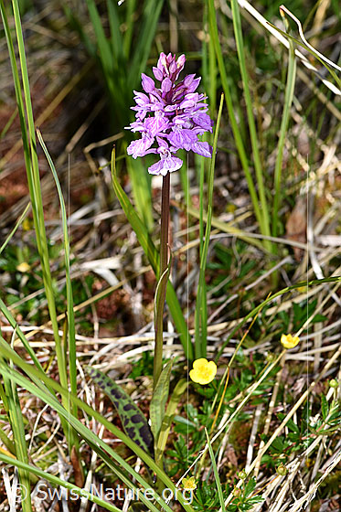 Foto: Geflecktes Knabenkraut (Dactylorhiza maculata). Ganze Pflanze.
Umgebung: Sumpfwiese, ca. 1900m ü.M.
Lat.: Dactylorhiza maculata 
Familie: Orchidaceae (Orchideen)
Gattung: Dactylorhiza