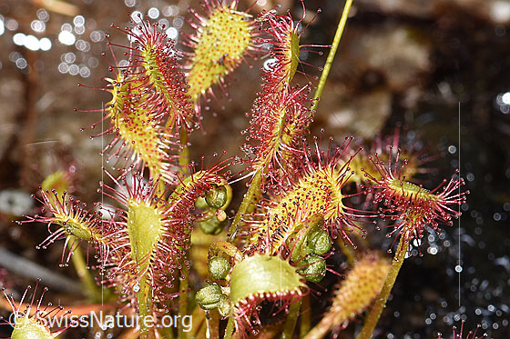 Langblättriger Sonnentau (Drosera anglica)