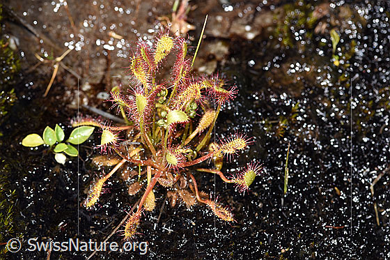 Foto: Langblättriger Sonnentau (Drosera anglica). Ganze Pflanze exkl. Blüte. 