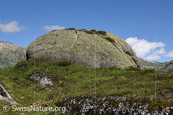Foto: Rundhöcker aus Aaregranit. Dieser Rundhöcker ist bereits seit sehr langer Zeit nicht mehr vom Eis bedeckt. Die Fliessrichtung des Eises erfolgte von rechts nach links.
