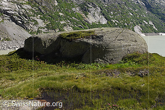 Foto: Rundhöcker aus Aaregranit. Dieser Rundhöcker ist bereits seit sehr langer Zeit nicht mehr vom Eis bedeckt. Die Fliessrichtung des Eises erfolgte von rechts nach links.
