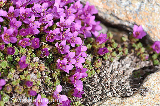 Photo: Saxifraga oppositifolia. Blooming.