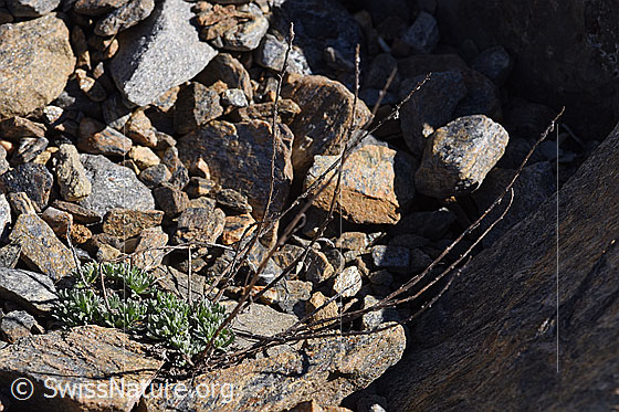 Photo: Artemisia umbelliformis. Whole plant (habiti). Fresh leaves and last year