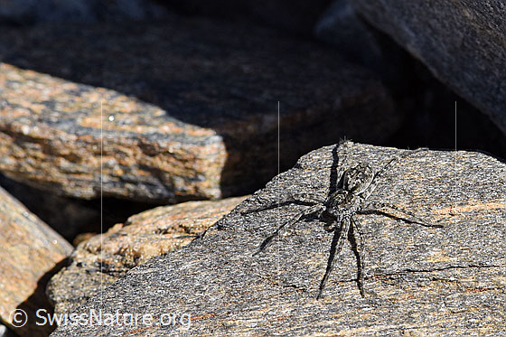Photo: Probably Pardosa saturatior (Wolf spider). Female.