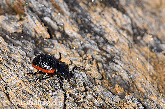 Rotsaum-Blattkäfer (Chrysolina sanguinolenta)