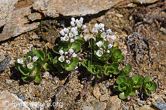 Foto: Bläuliche Gänsekresse (Arabis caerulea). Ganze Pflanze.