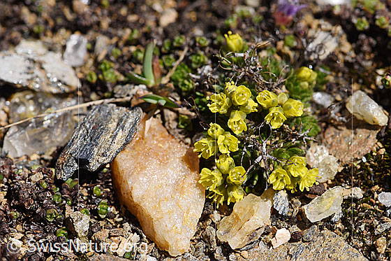Foto: Hoppes Felsenblümchen (Draba hoppeana). Ganze Pflanze (Habitus). Wird auch Hoppes Hungerblümchen oder Hoppe-Felsenblümchen genannt.