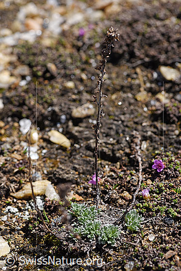 Photo: Artemisia genipi. Whole plant. Fresh leaves and last year
