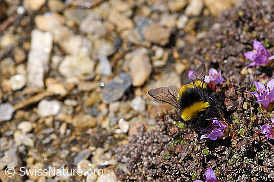 Foto: Wahrscheinlich Heide-Erdhummel (Bombus cryptarum) an Gegenblättrigem Steinbrech (Saxifraga oppositifolia). Die Hummel wird auch Kryptarum Erdhummel genannt. Ansicht von vorne oben.