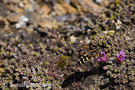 Foto: Mondfleck-Feldschwebfliege (Eupeodes luniger) auf Blüte des Gegenblättrigen Steinbrechs (Saxifraga oppositifolia). Ansicht von oben. Flügel seitwärts aufgeklappt und in Bewegung.