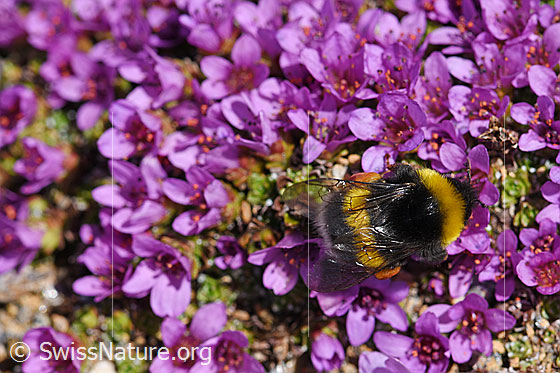 Foto: Wahrscheinlich Heide-Erdhummel (Bombus cryptarum) an Gegenblättrigem Steinbrech (Saxifraga oppositifolia). Ansicht von oben.
